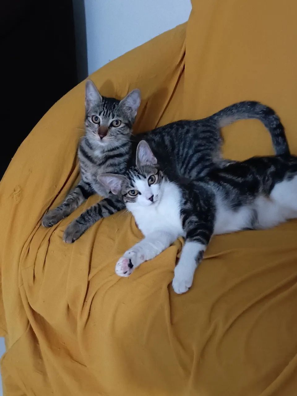 Doação de uma caixa de transporte grande e duas gatinhas  - Foto 5
