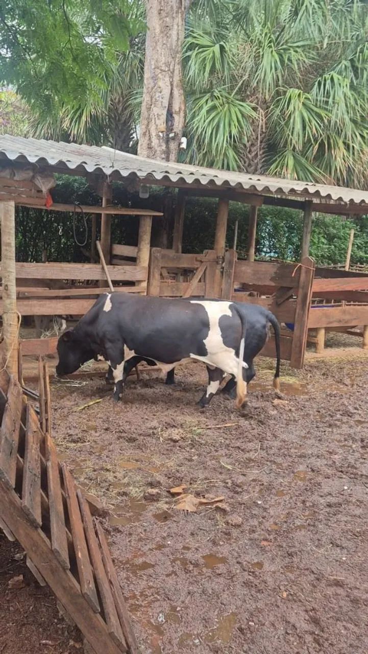 Mini vaca  - Foto 4
