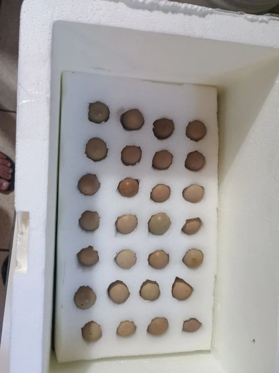 50 Ovos de codorna chinesa férteis  - Foto 3