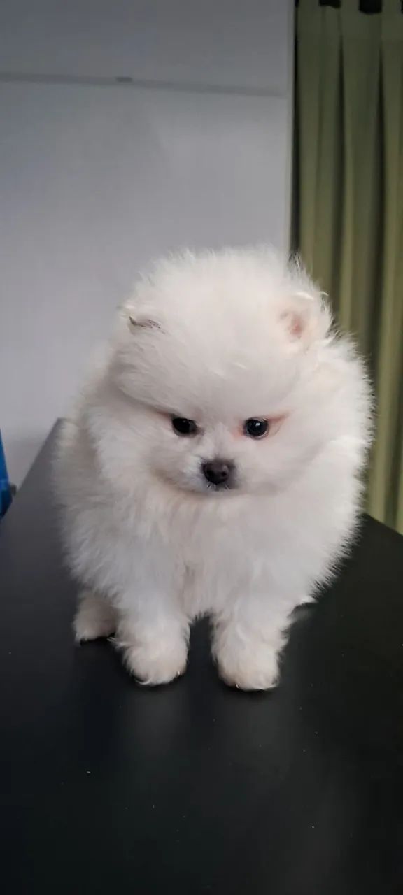 Filhotes de spitz (luiu) - Foto 4