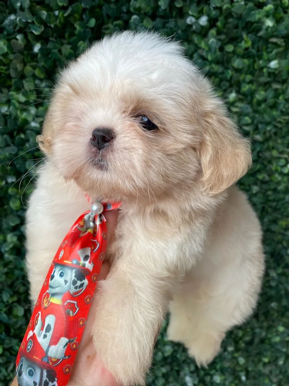 Shihtzu  - Foto 2