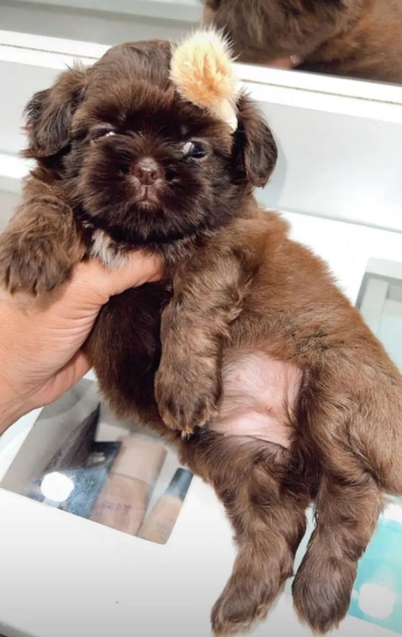 Shih tzu  - Foto 4