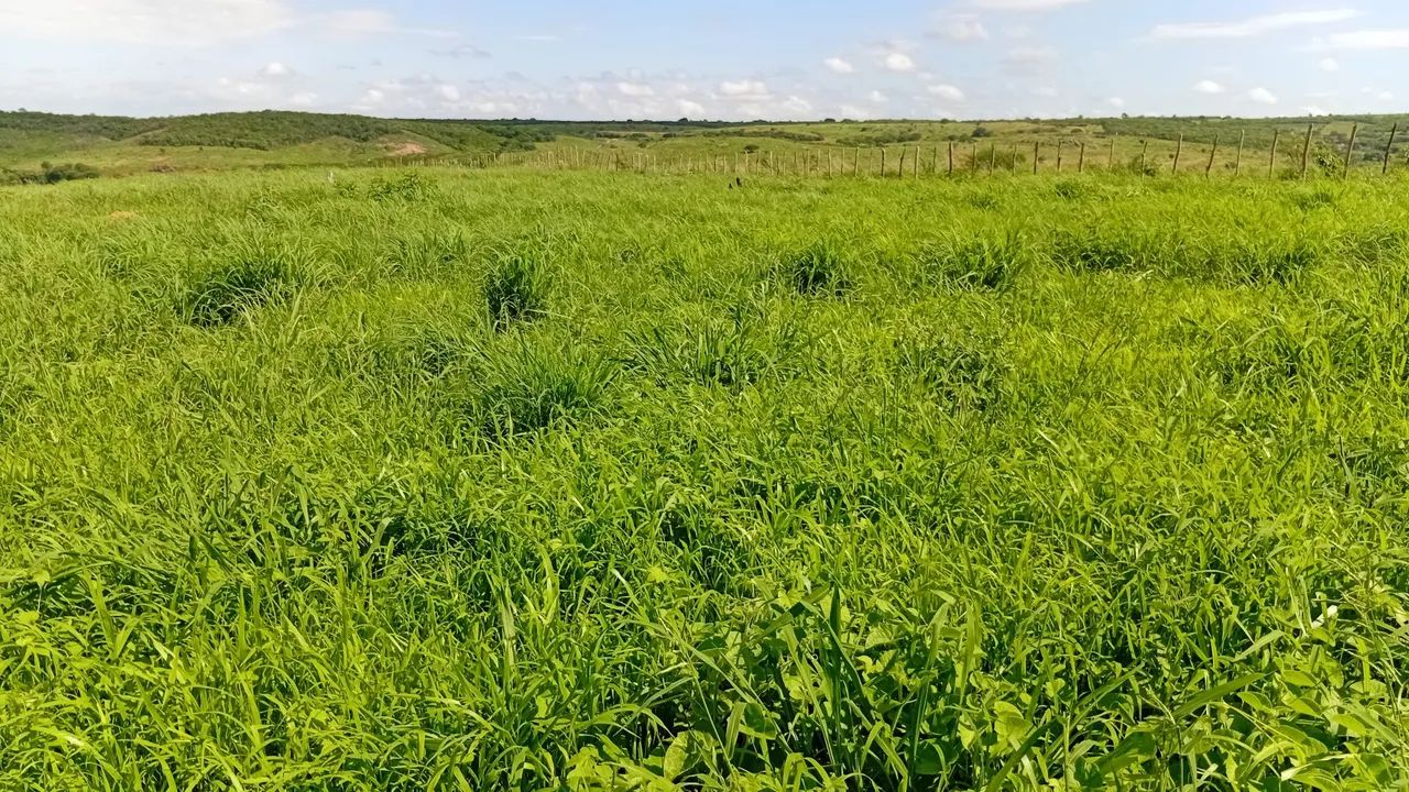 Sitio de 20,5 hectares a venda   - Foto 4