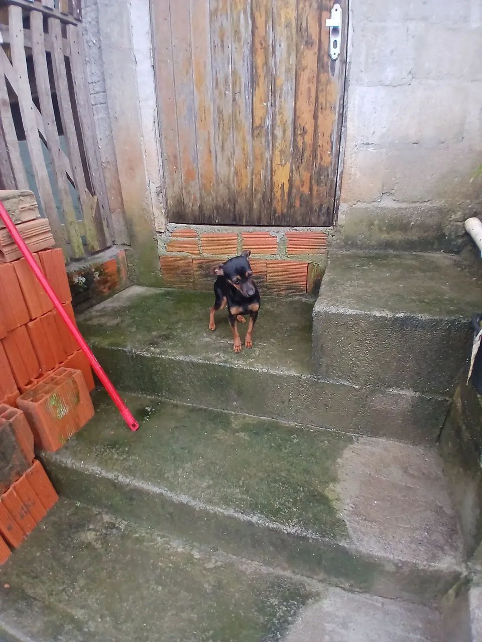 Vendo pinscher - Foto 4
