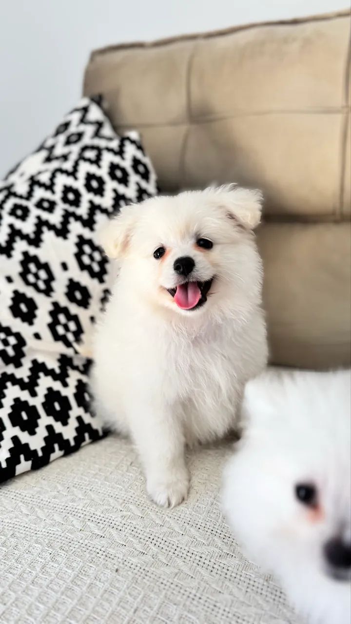 Spitz alemão  - Foto 4