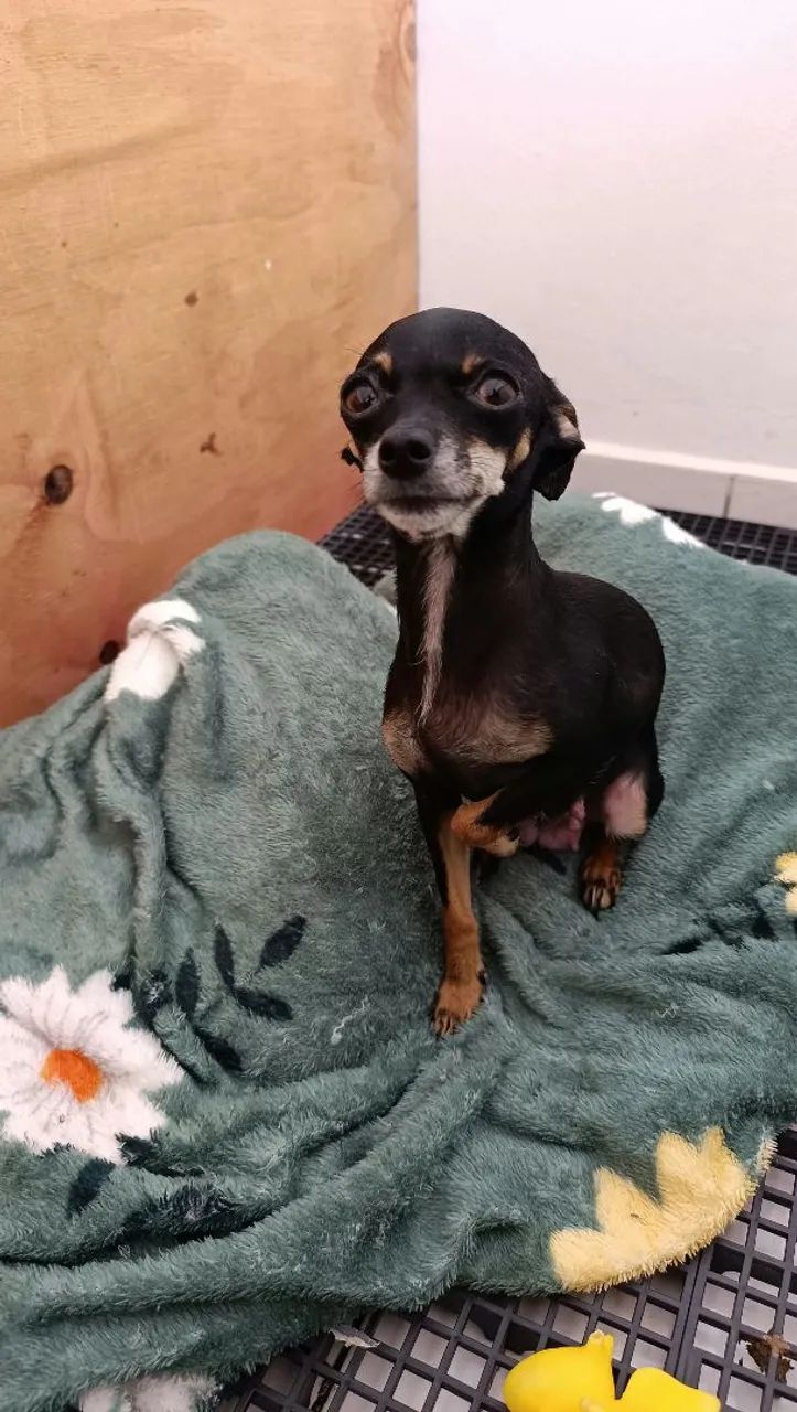 Pinscher fêmea  - Foto 2