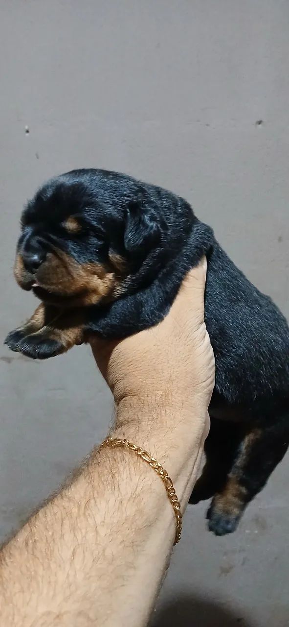 Rottweiler  - Foto 2