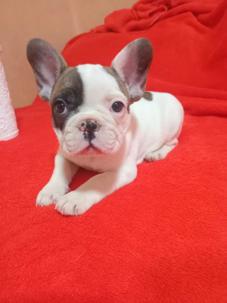 Buldogue frances  - Foto 3