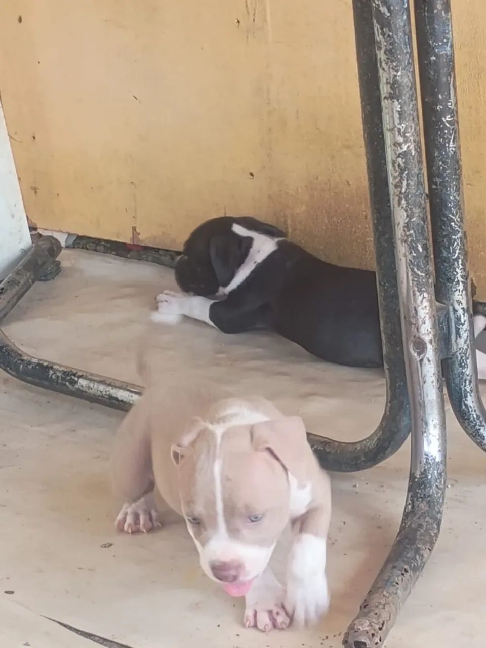 Cachorro  - Foto 2