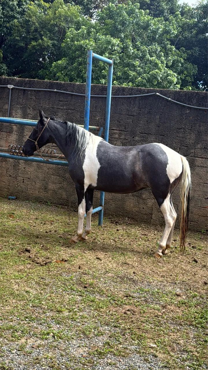 Potra marcha picada - Foto 2