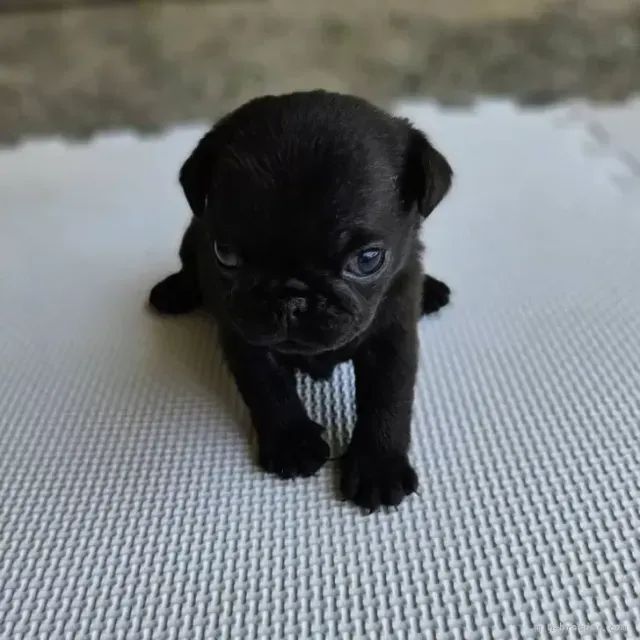 Bebezinho pug dócil saudável e de ótima genética robusta dócil