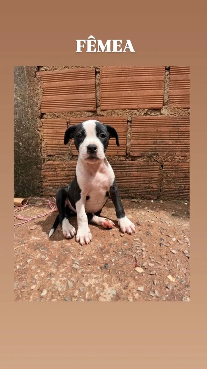 Filhotes de Pitbull 