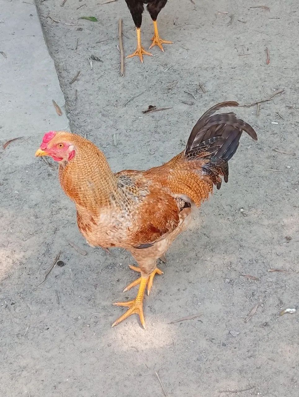 Frango Caipira 
