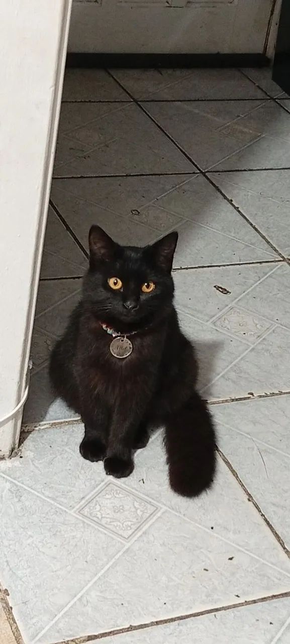 Gata - Foto 2