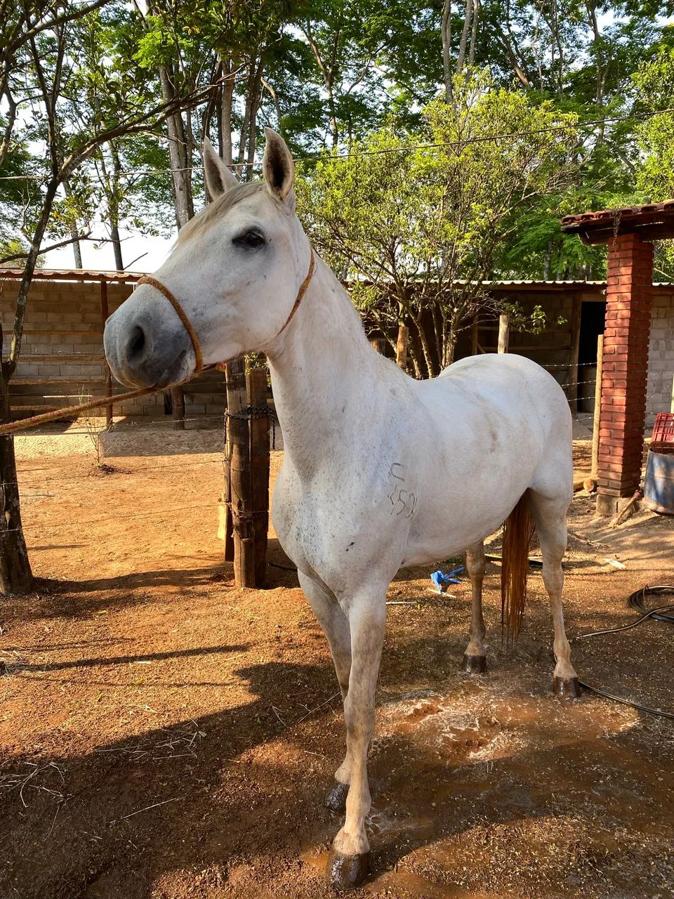 Vendo Egua tordilha 