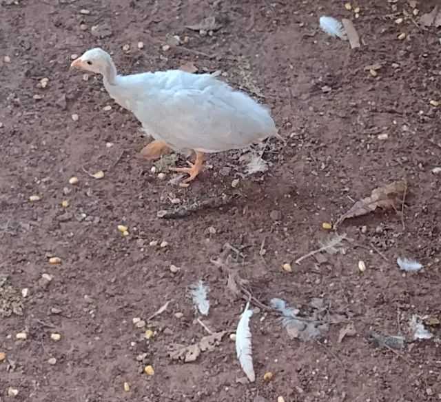 Angola cinza - Foto 2