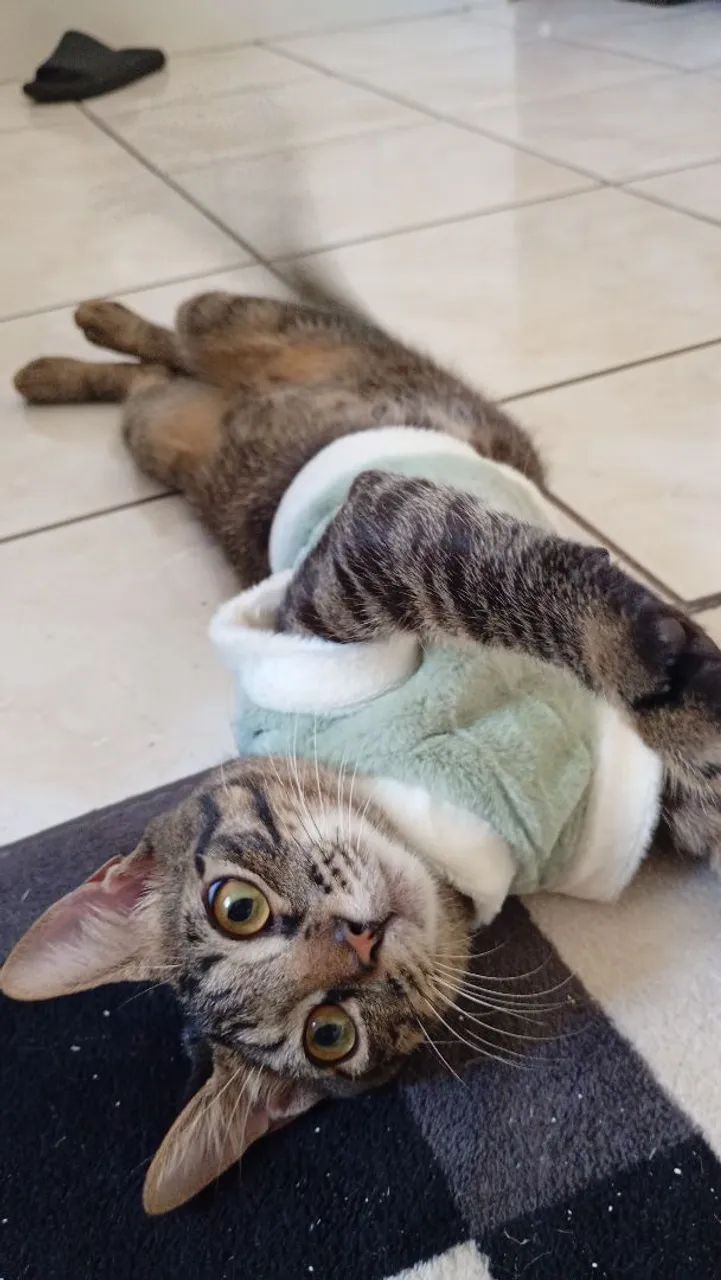 Adoção de gatinho  - Foto 3