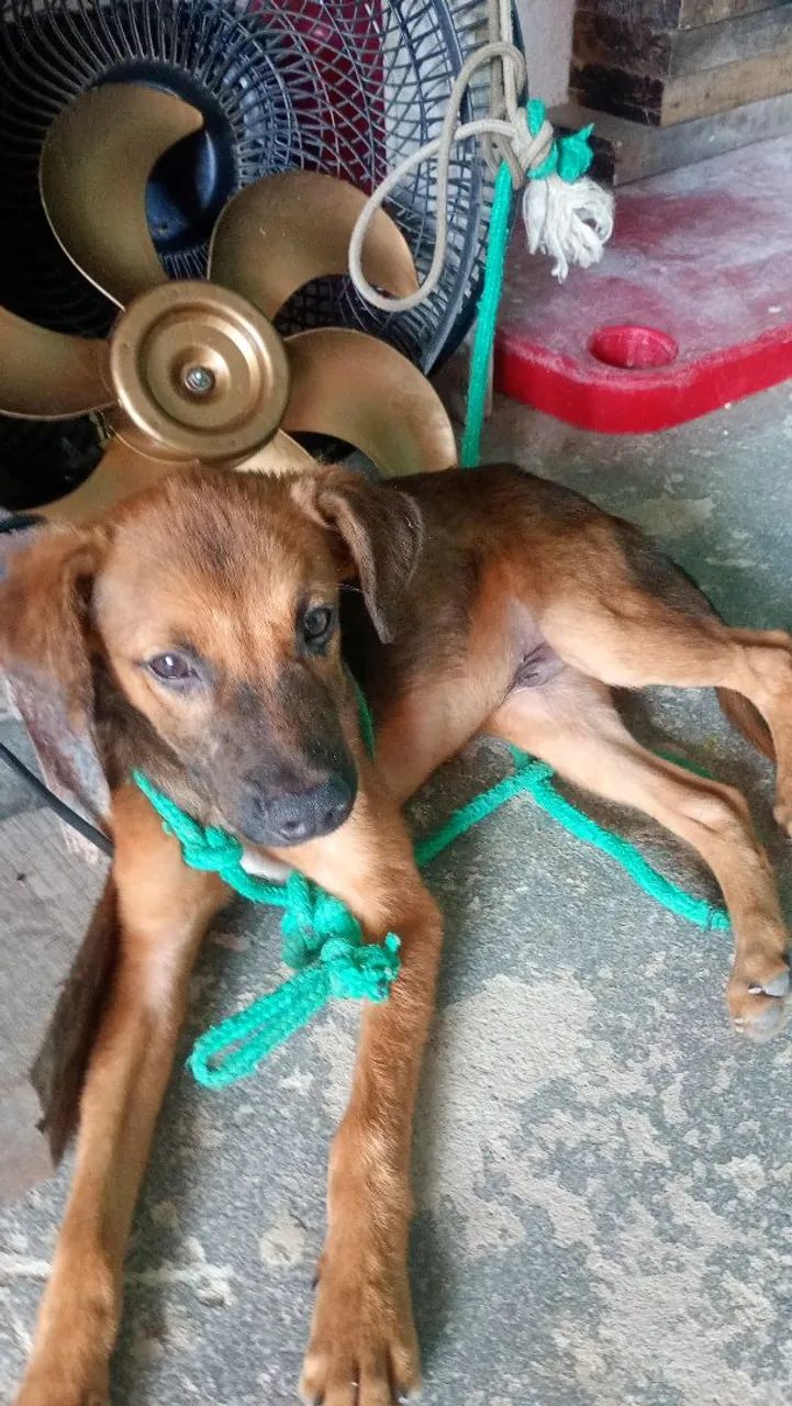 Cachorro