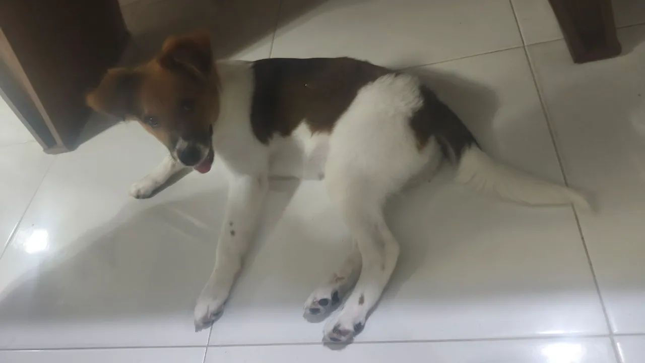 Doacão Cachorra - Foto 3