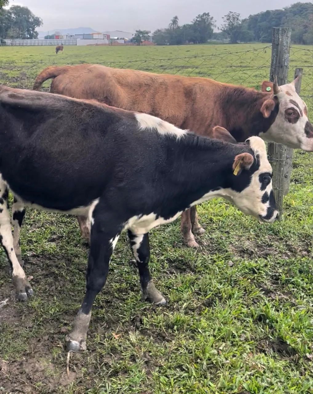 Novilhas vacas 