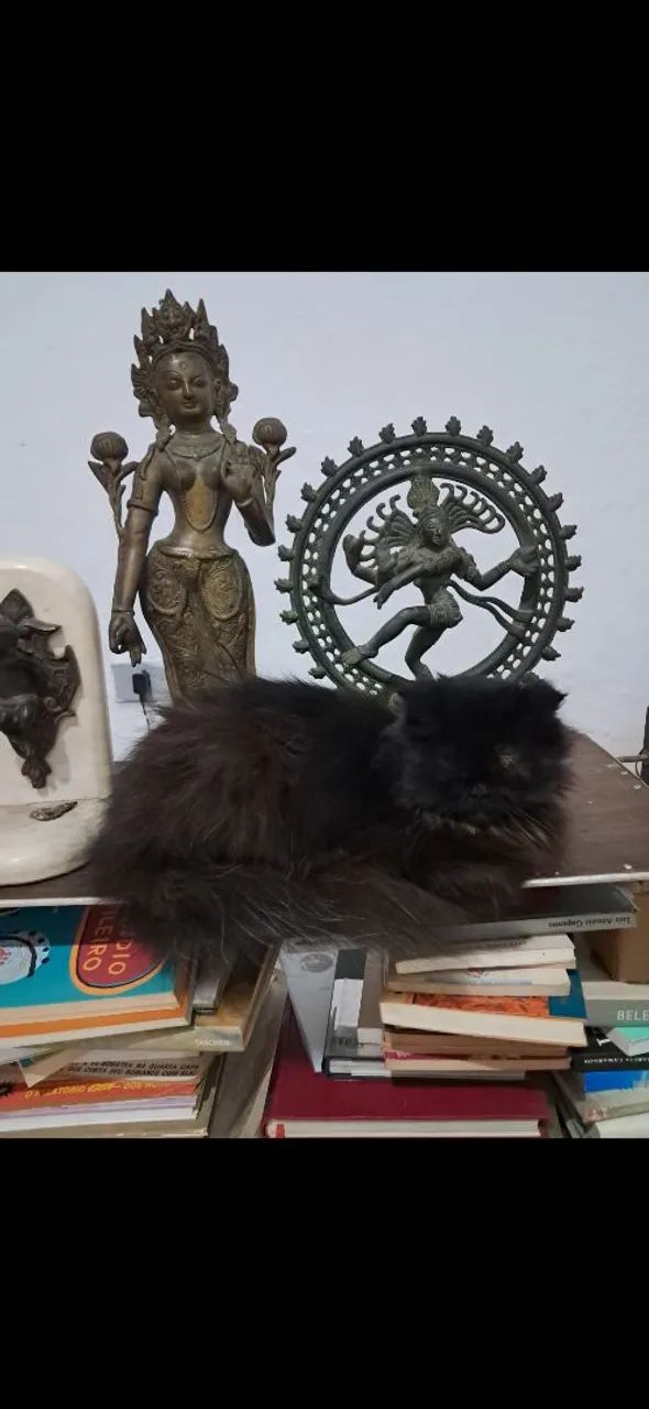 Gata Persa Preta  - Foto 3