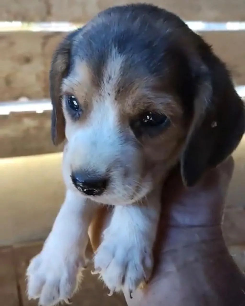 Beagle alegres 