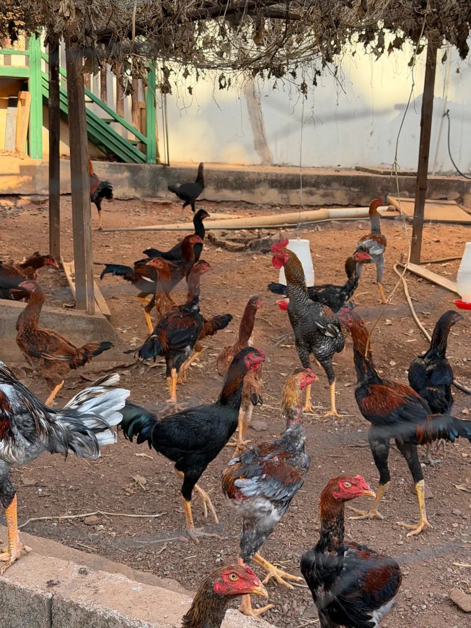 Frango caipira milho e pasto - Foto 2