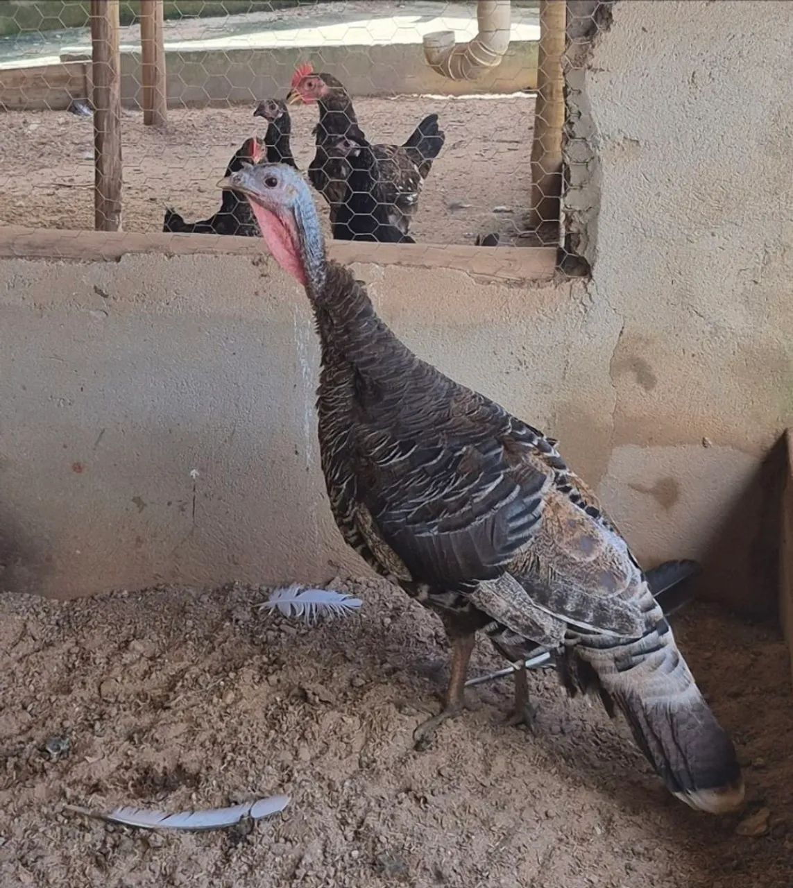 Pavo - Foto 5