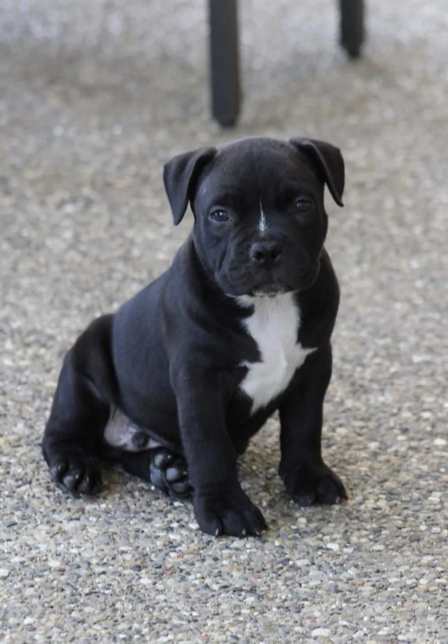 Filhotes de American Bully!!! 