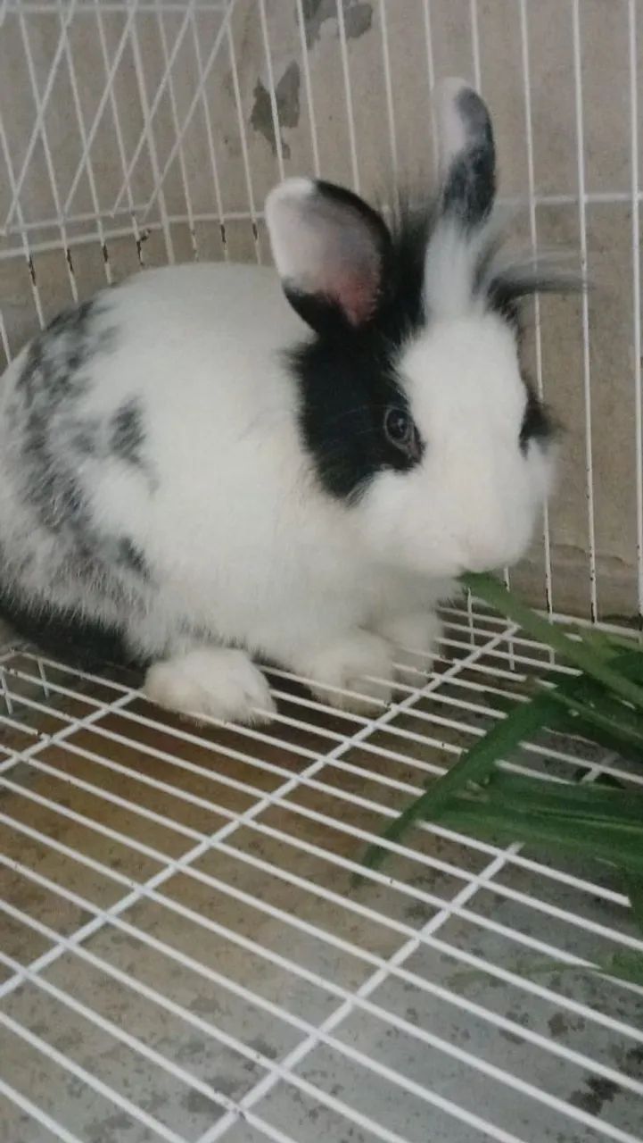 Vende-se coelho mini