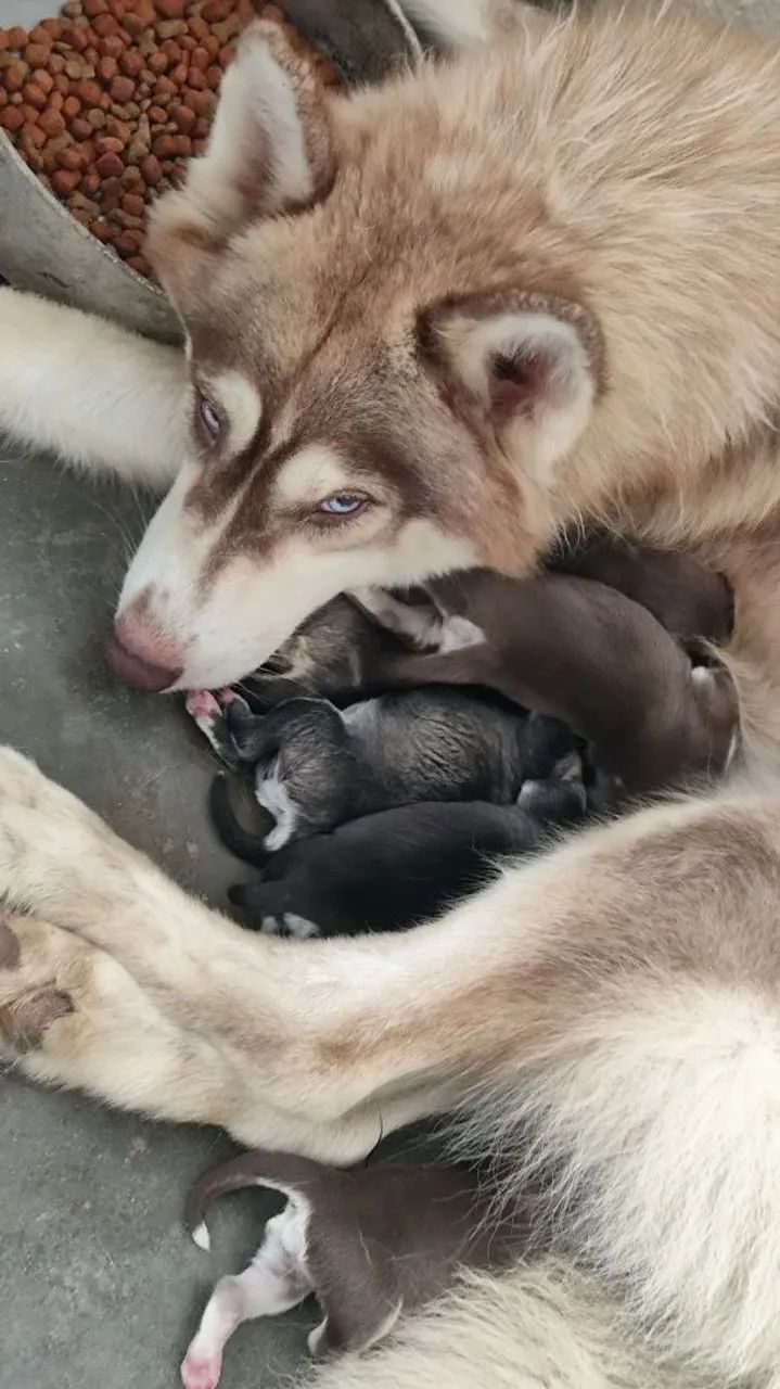 Husky Fêmea  - Foto 4