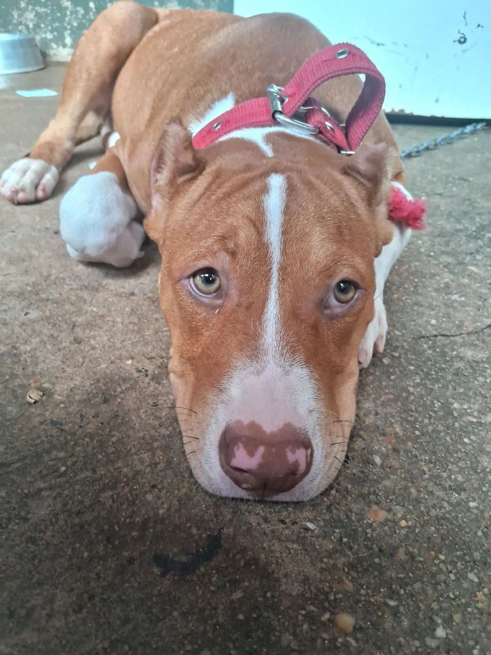 Pitbull  - Foto 3