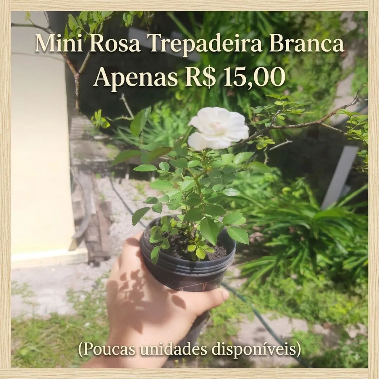 Mudas de Mini Rosa Trepadeira Branca  - Foto 4