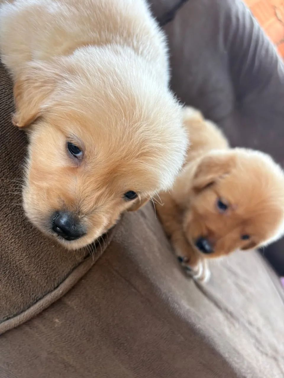 Golden retriever  - Foto 2