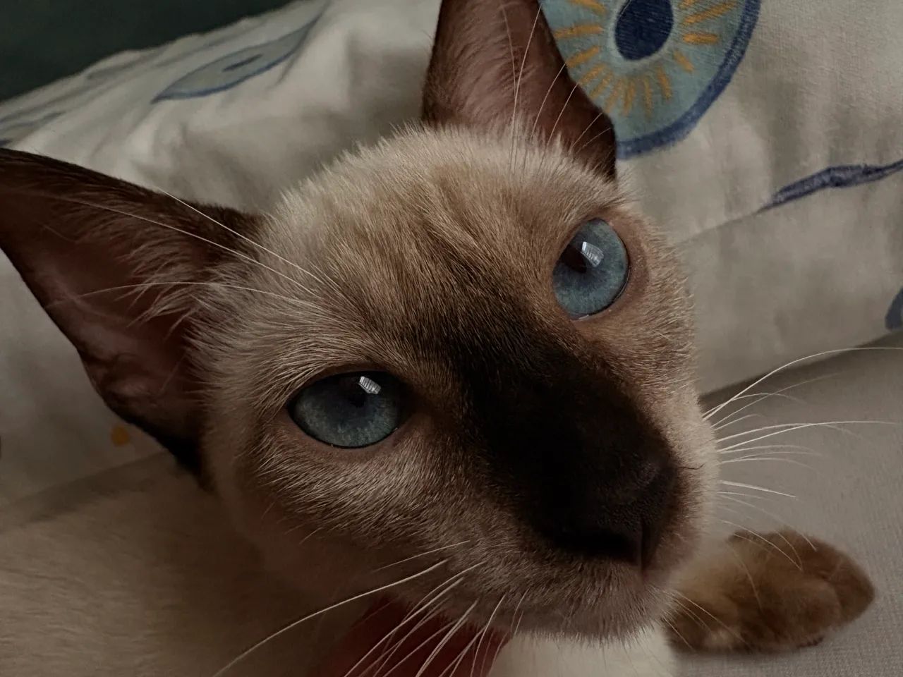 Doaçao de gatinhas - Foto 5