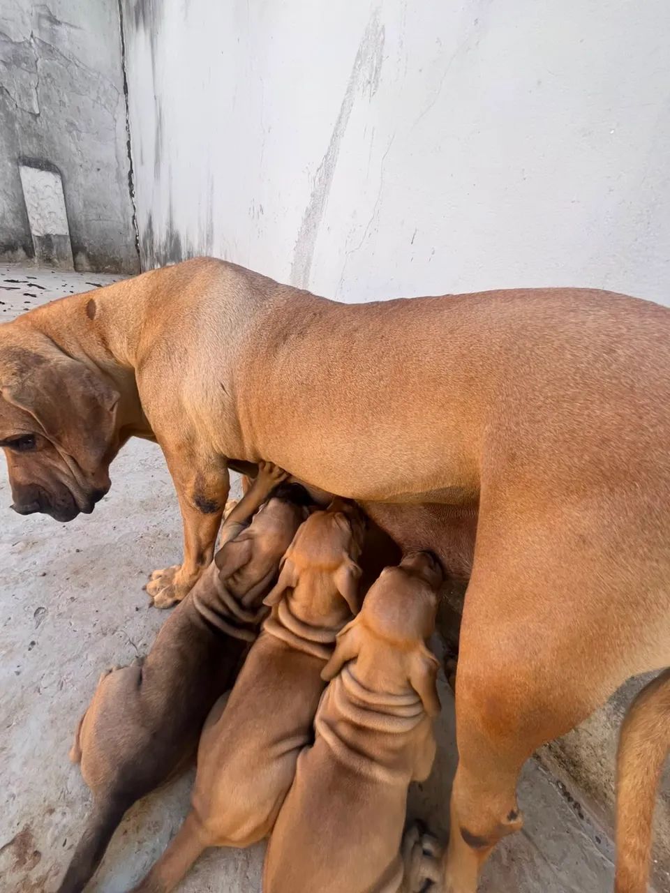 Fila Brasileiro  - Foto 2