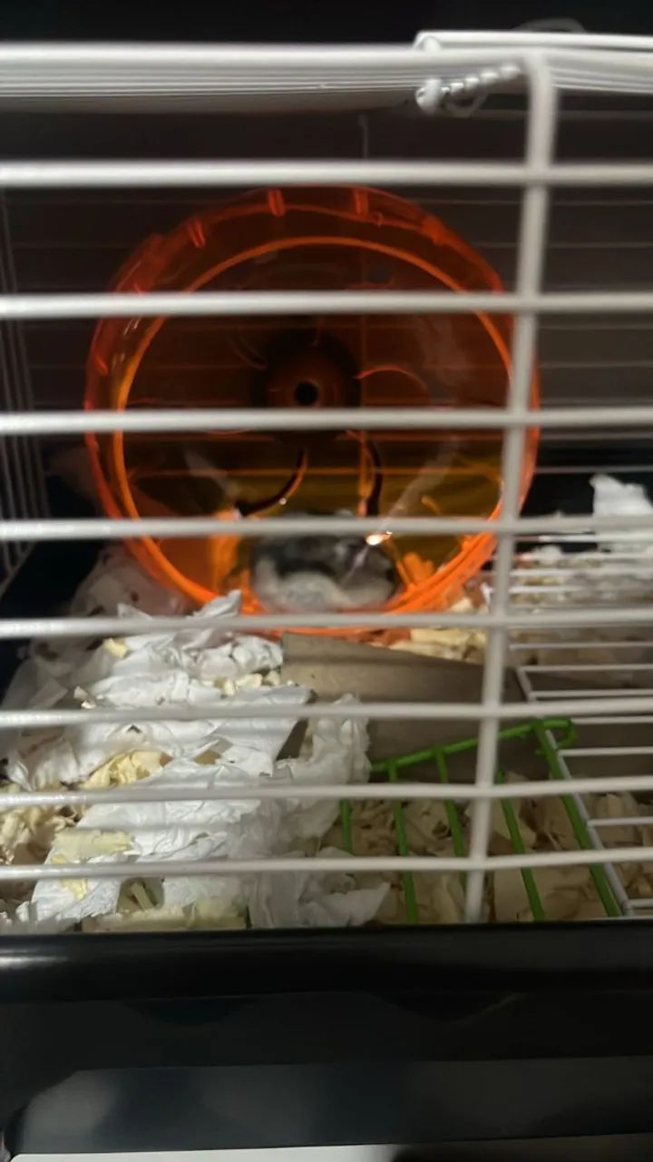 Hamster Anão Russo - Aprox. 50 dias - Muito dócil e saudável! - Foto 4