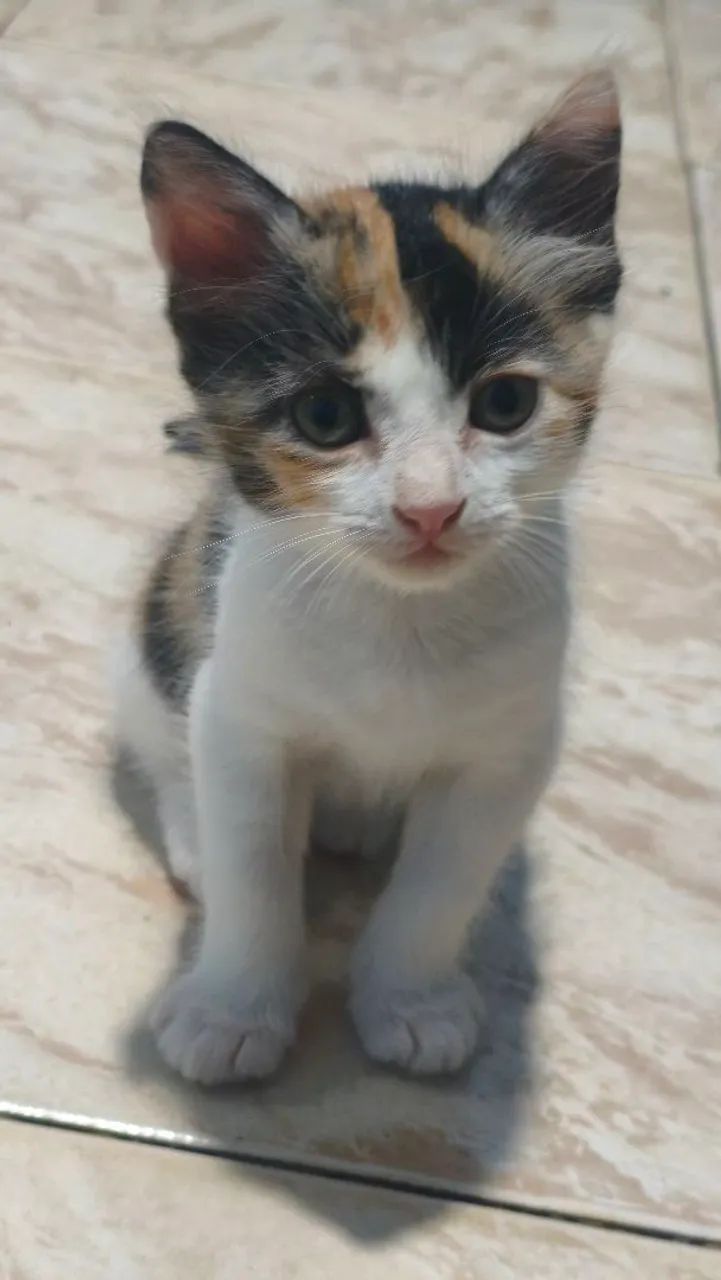 Doação gato - Foto 2