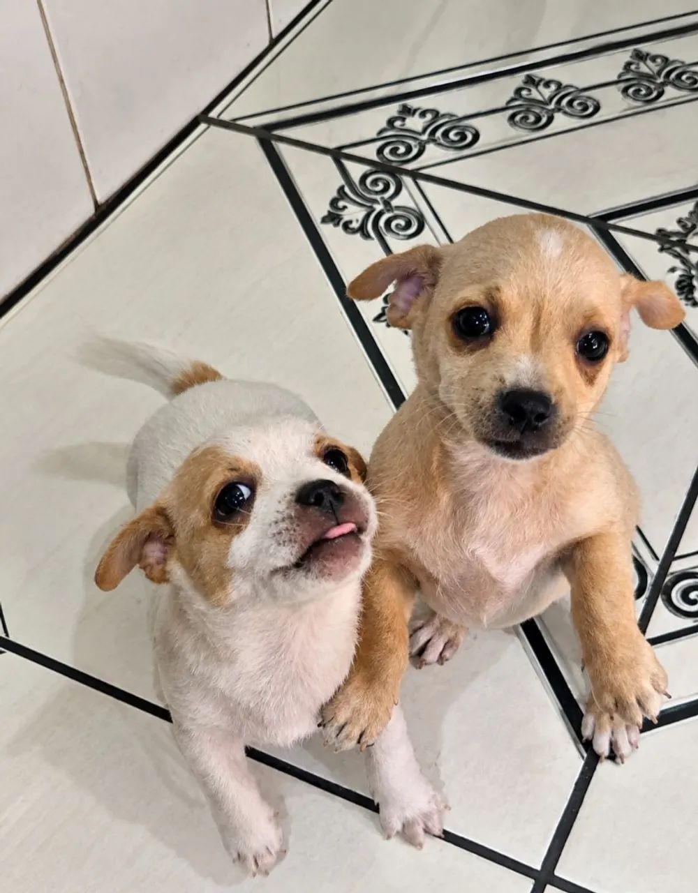 Pincher 1 - Foto 3