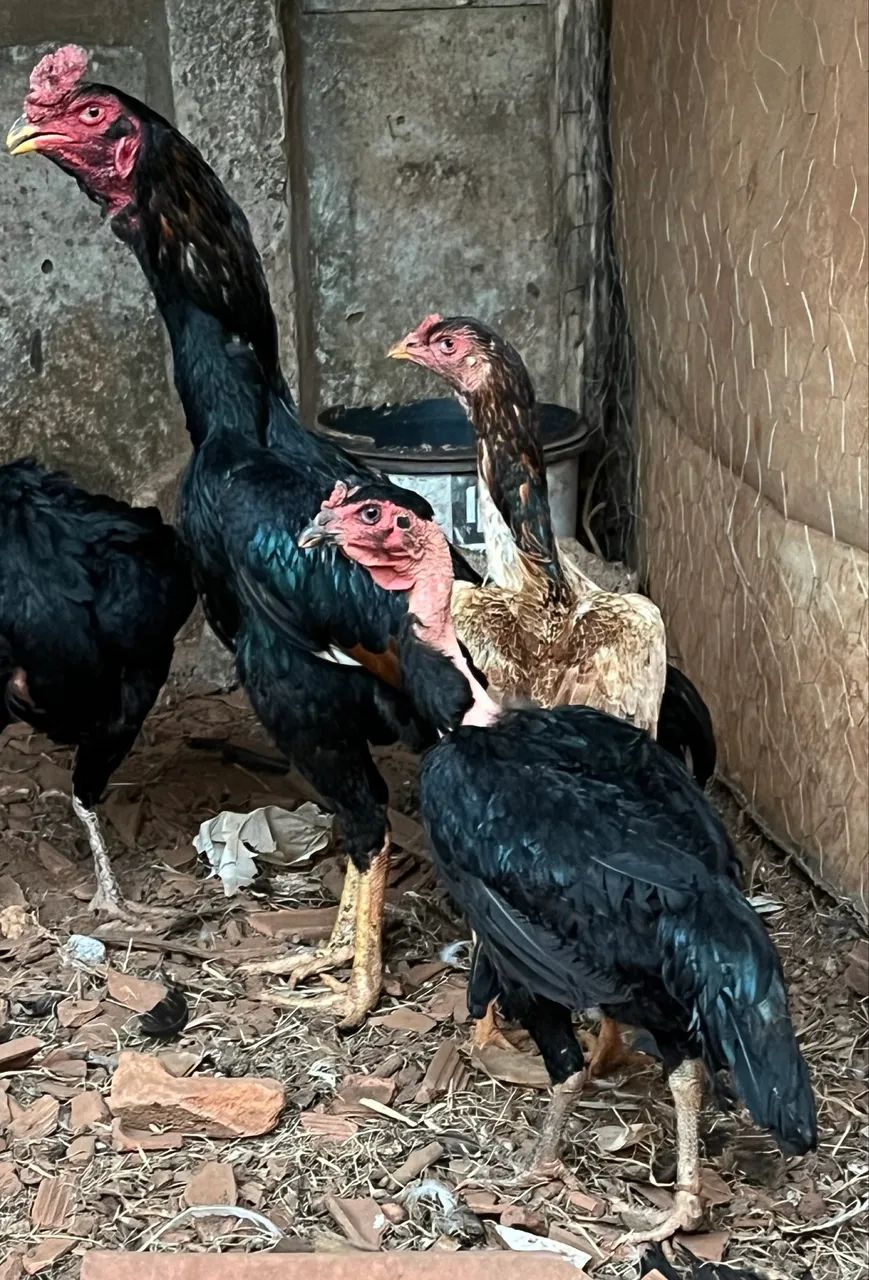 Frango e galinhas Índia  - Foto 2