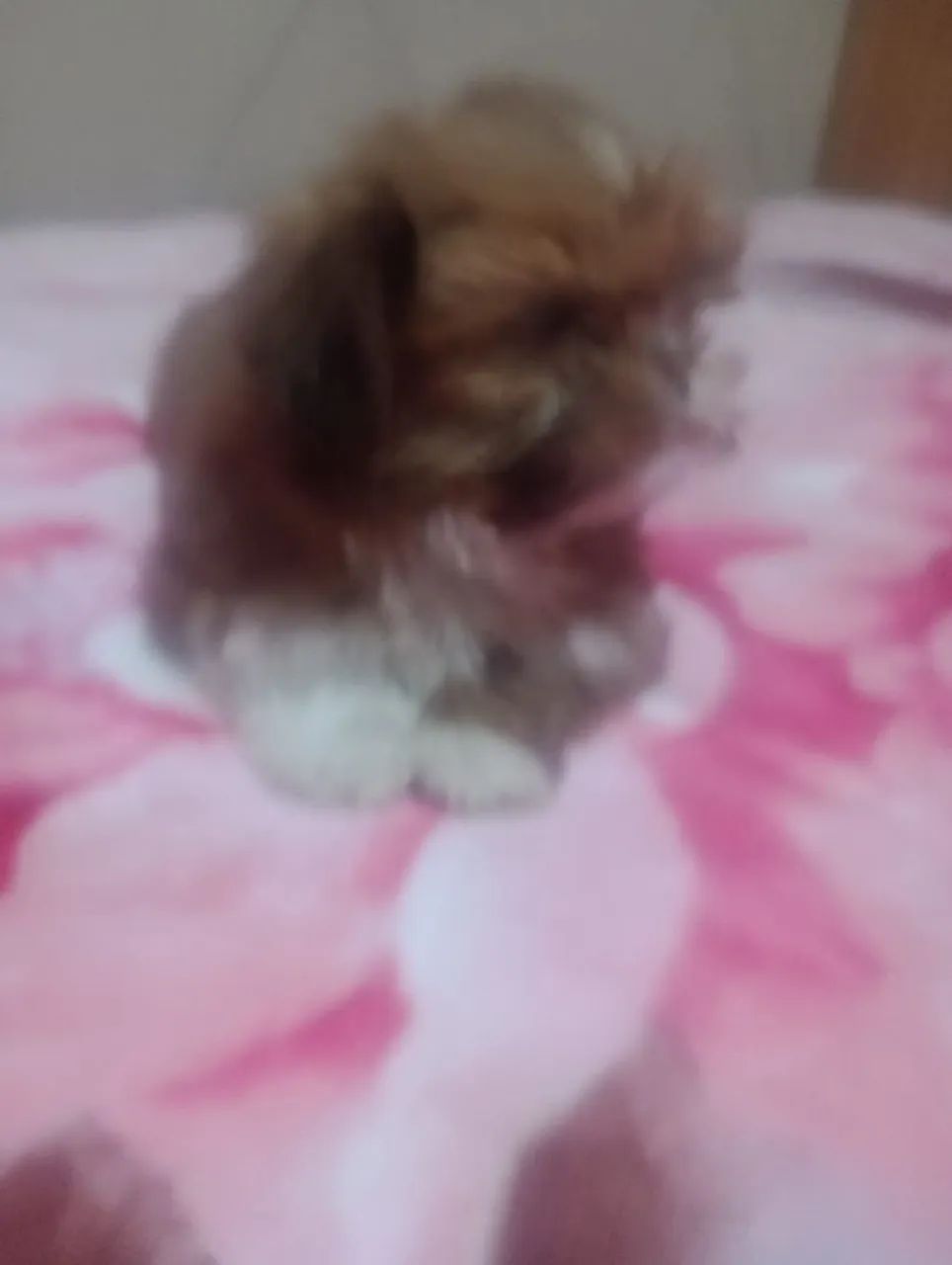 Pet