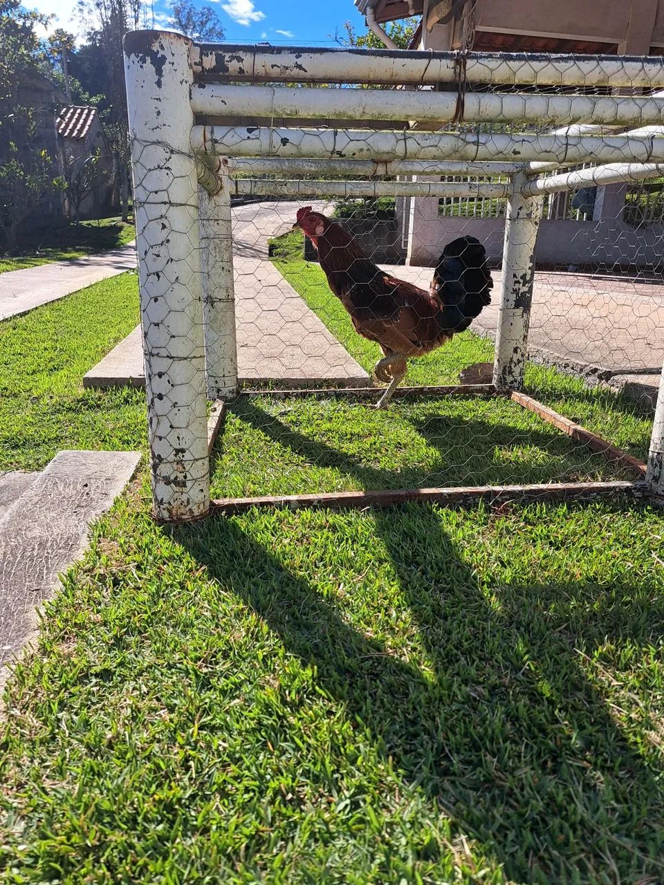 Frango caipira - Foto 5