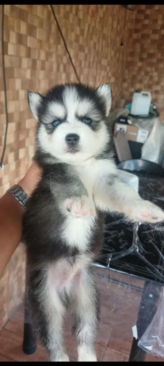 HUSKY SIBERIANO  - Foto 5