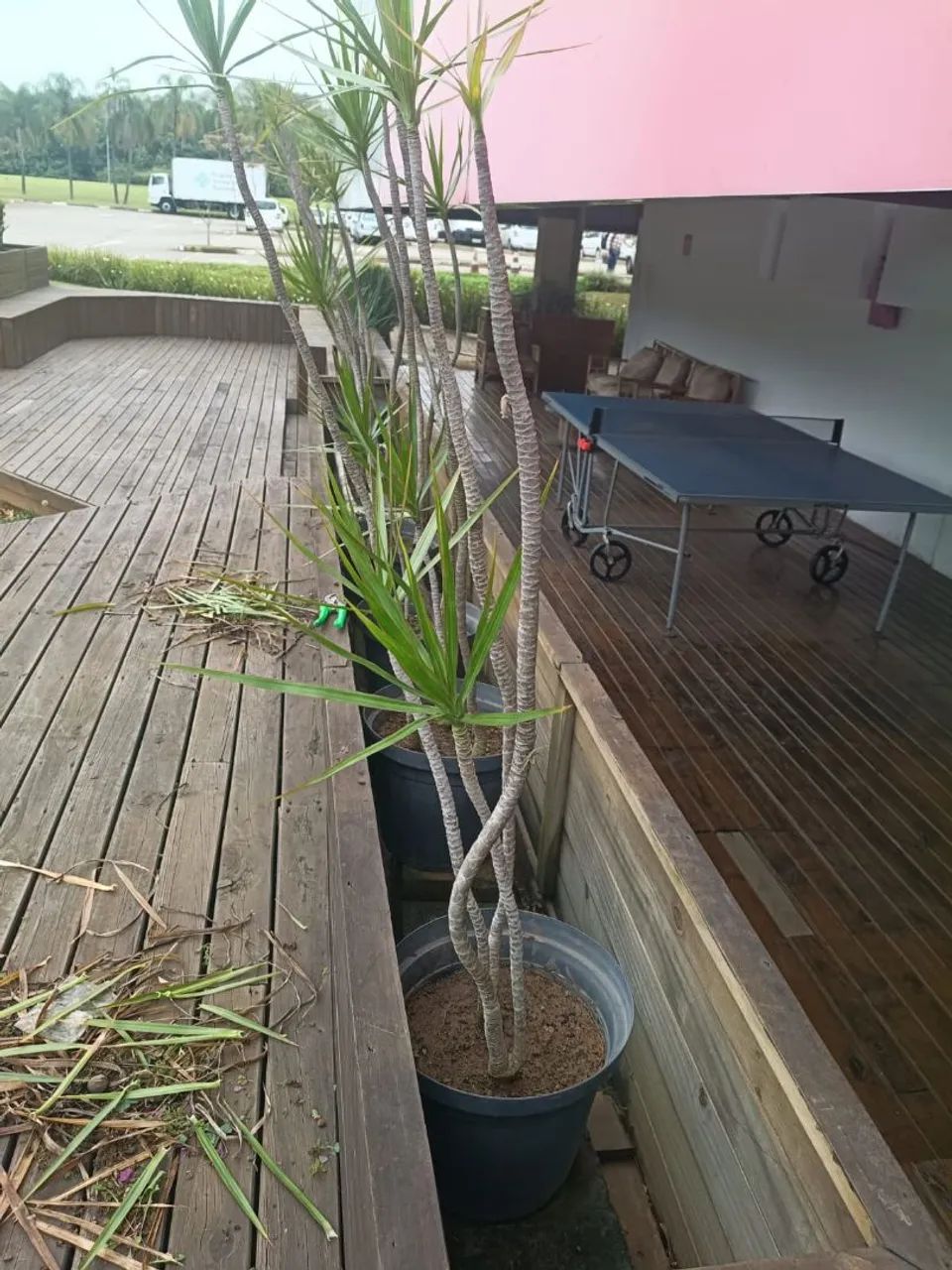 Auxiliar de jardinagem  - Foto 2