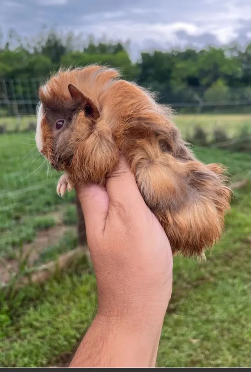Porquinho da Índia peruano