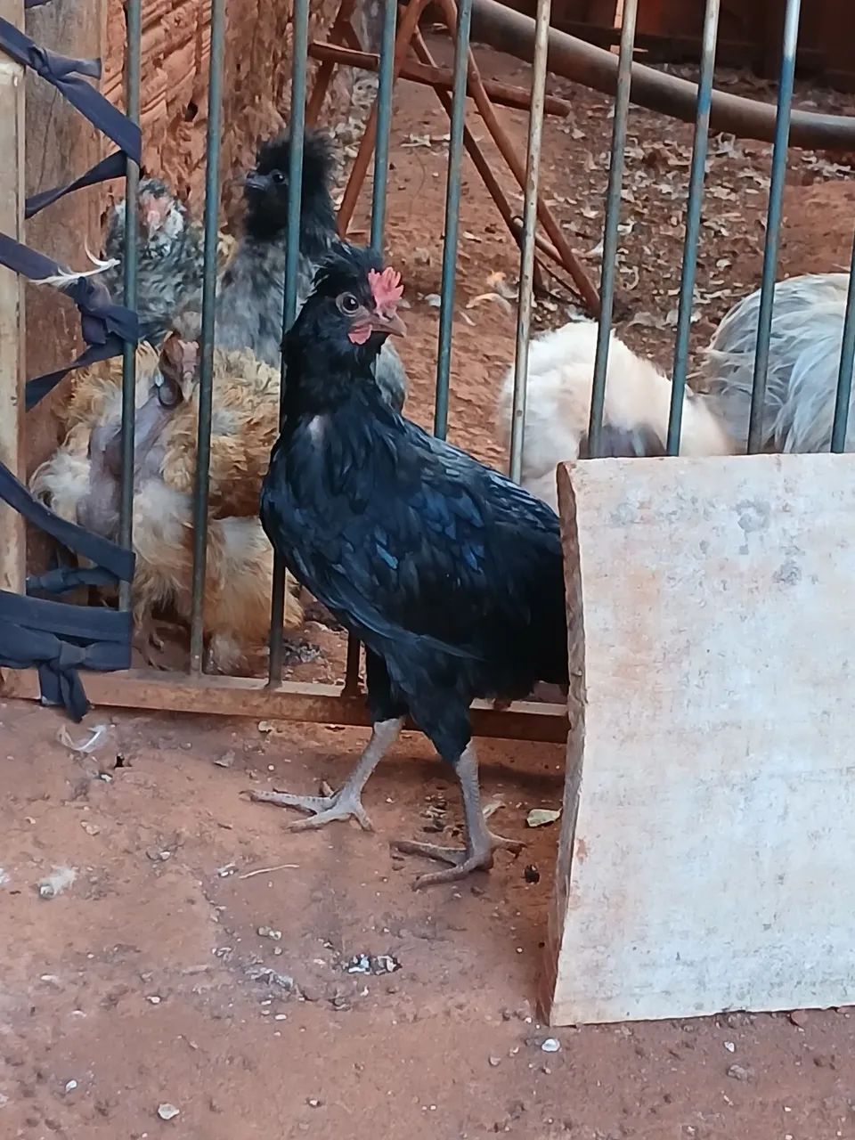 Galizé doação  - Foto 4