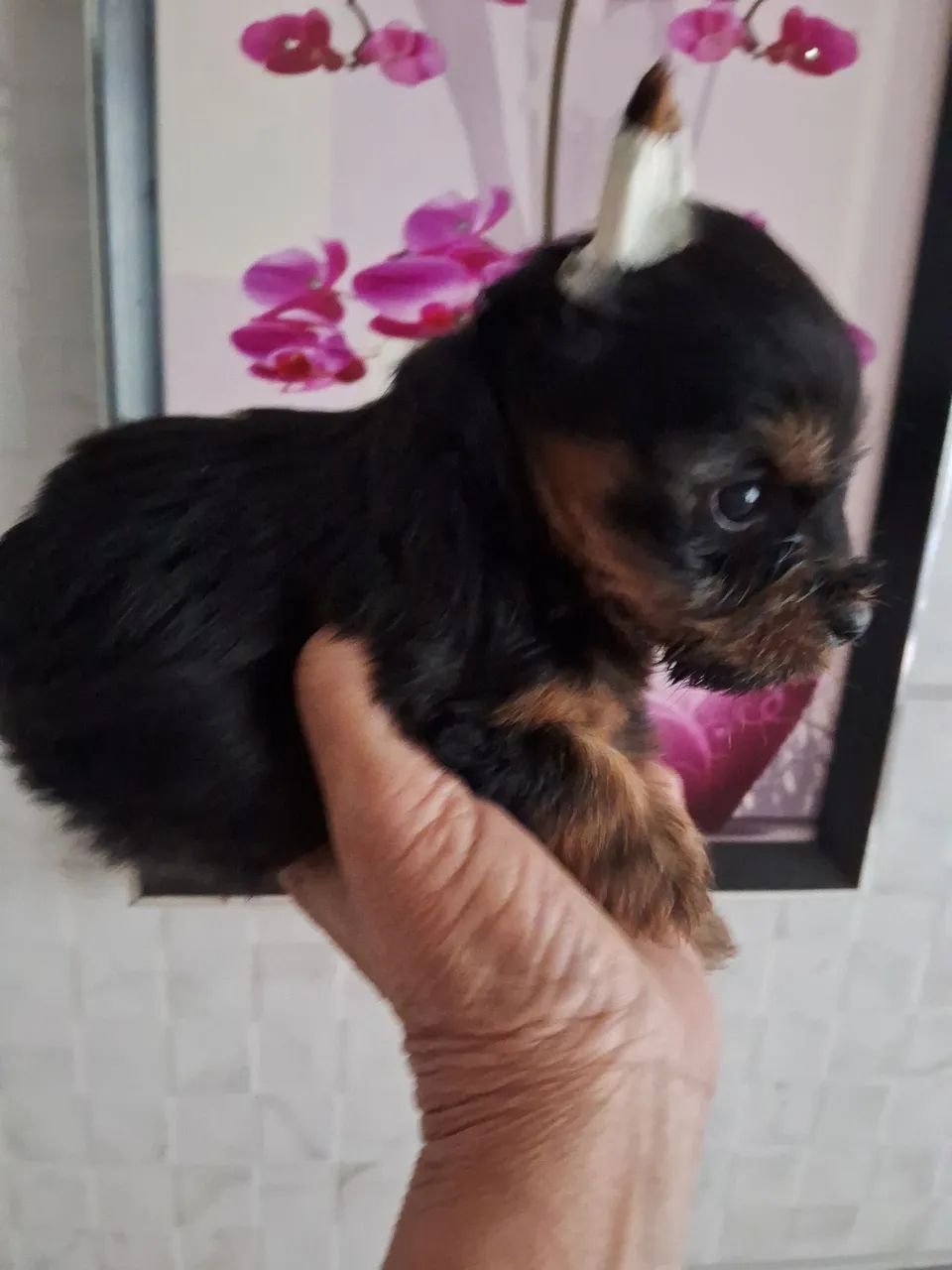 Yorkshire Terrier Filhotes mini micro com procedência 