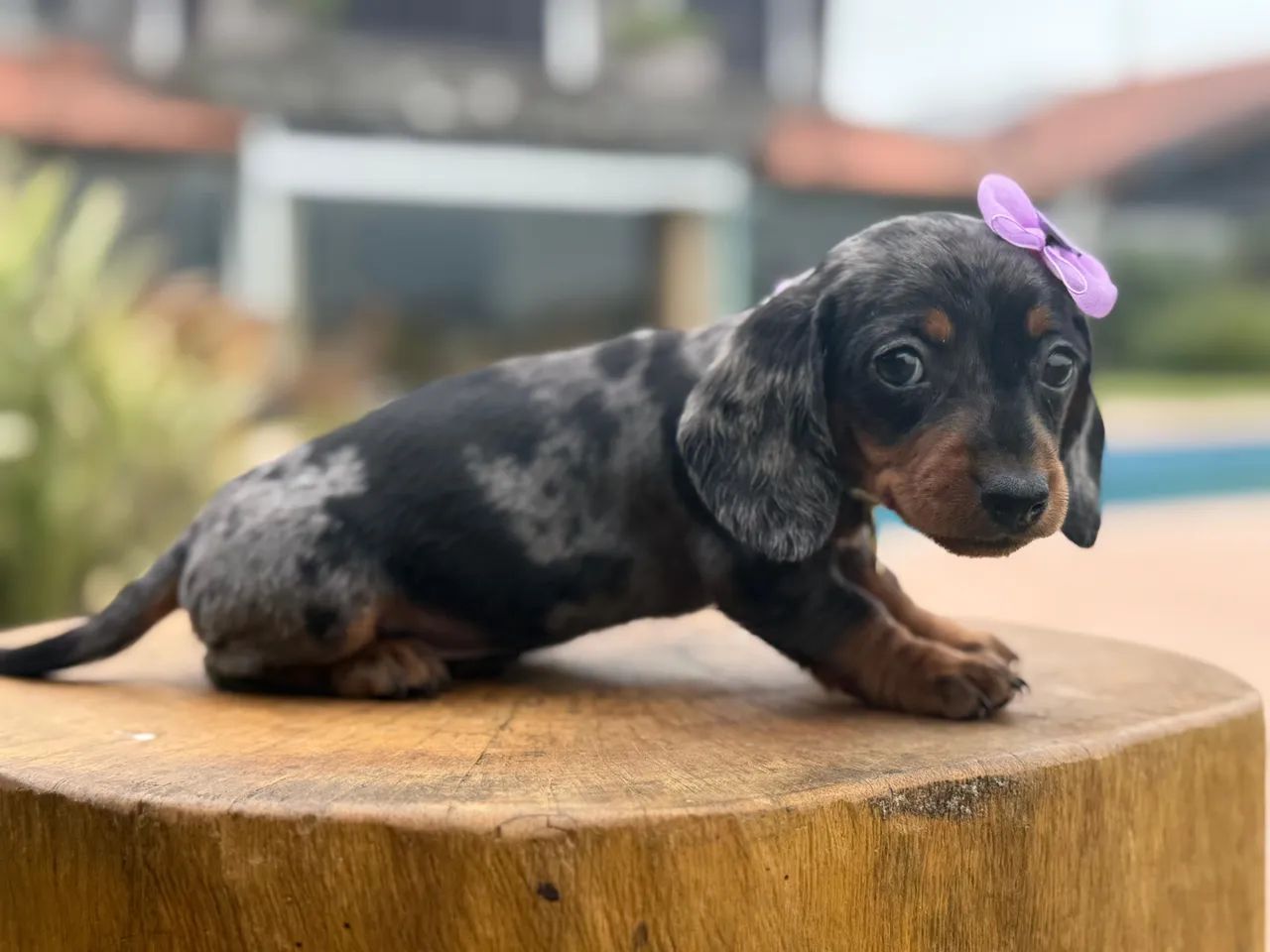 Linguicinha Dachshund  - Foto 2