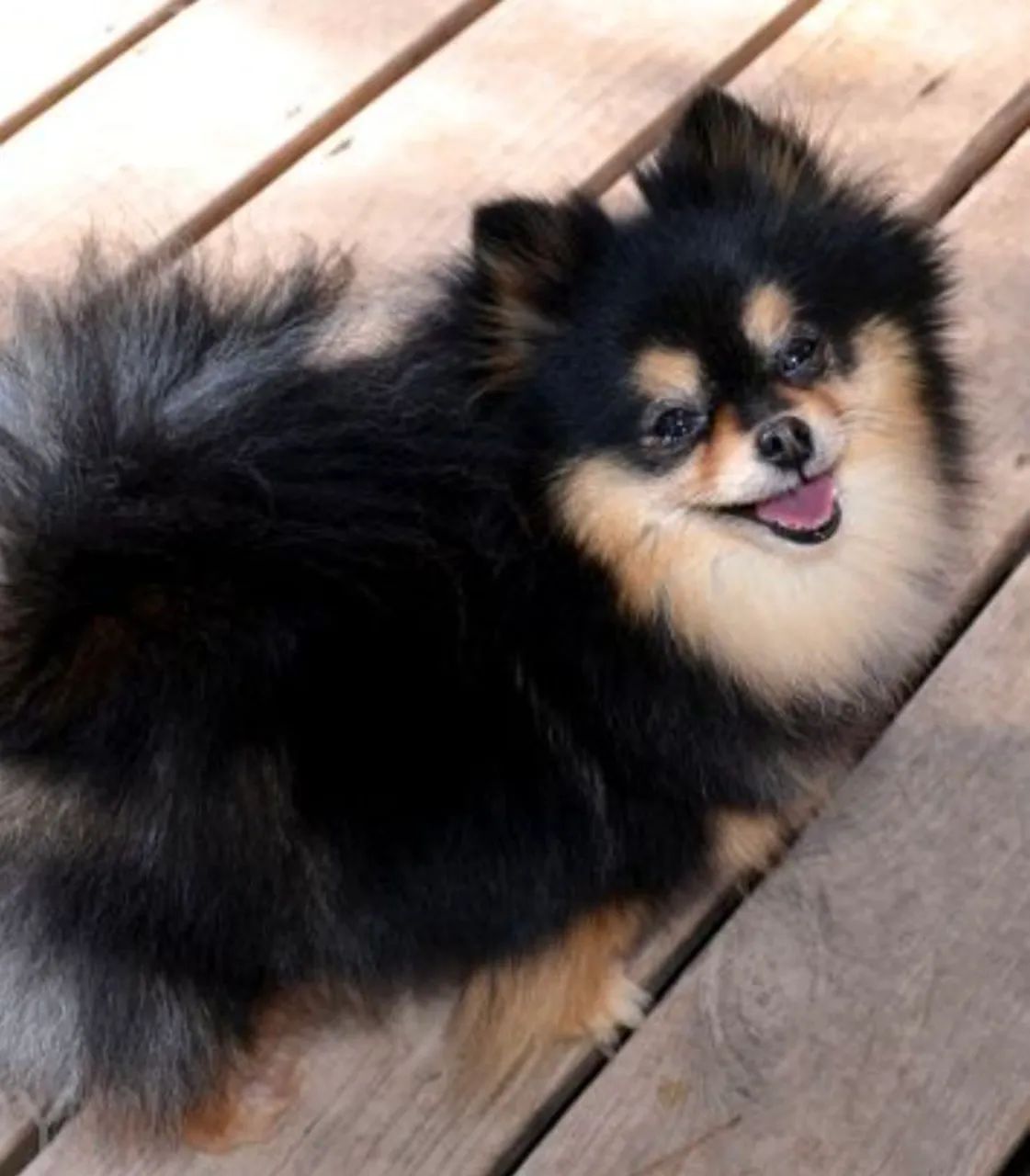 Lulu da Pomerânia macho - Foto 2