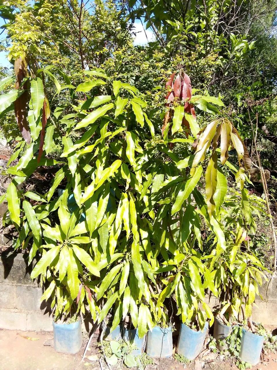 Mudas de plantas frutíferas  - Foto 5
